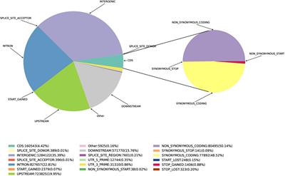 Genome-Wide Identification of Sequence Variations and SSR Marker Development in the Munake Grape Cultivar